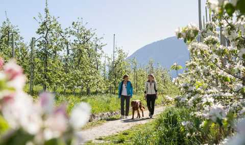 Frutteti in fiore – A passeggio con il cane a Merano & Dintorni
